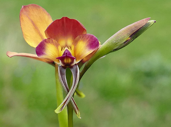 Diuris longifolia